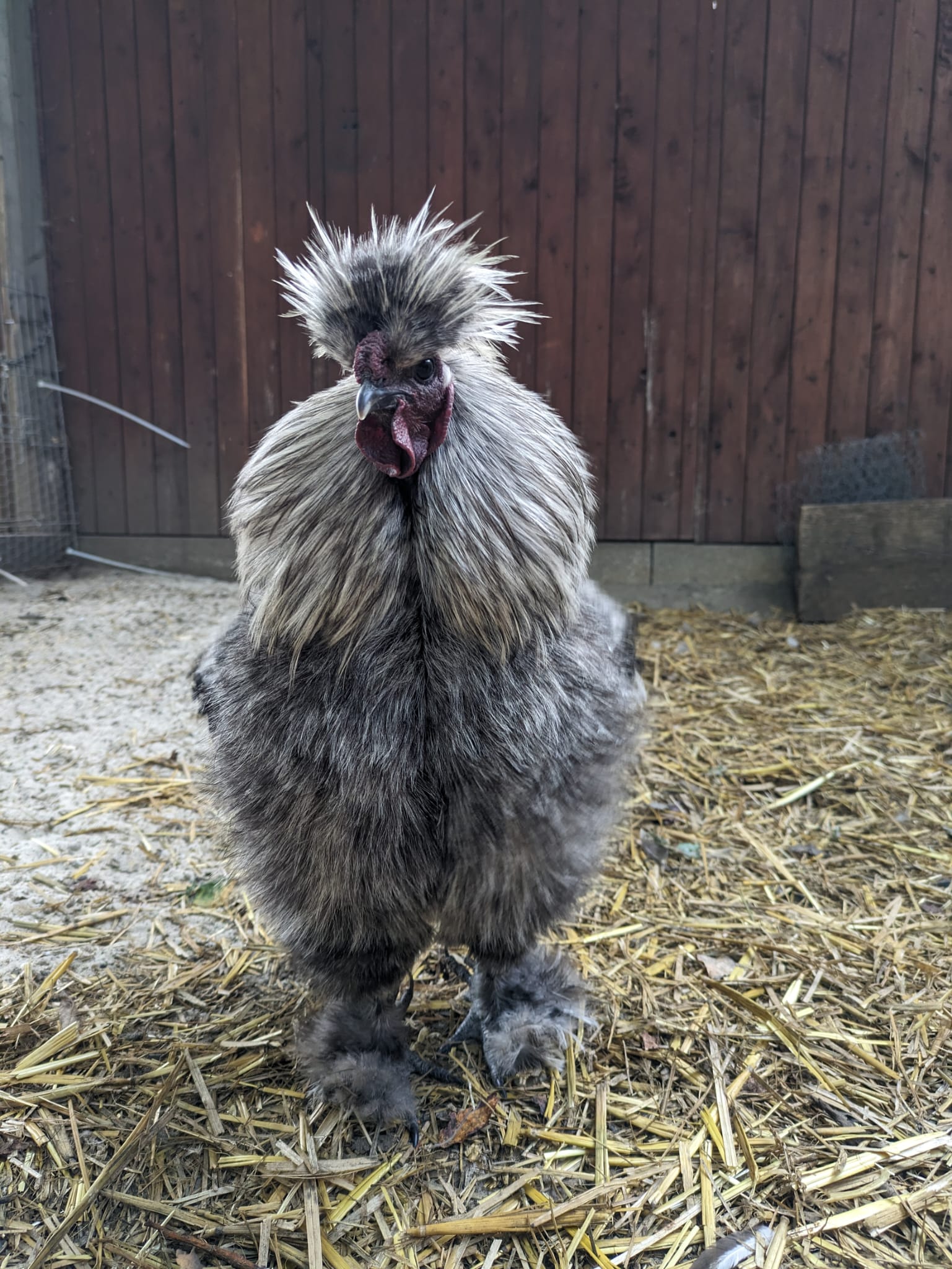 1699301718Seidenhuhn Hahn anja S..jpeg